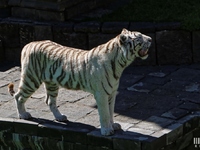 Tigre Blanc : Pairi Daiza le 10 juillet 2015