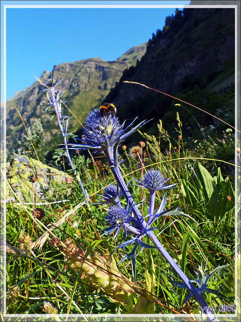 Panicaut de Bourgat, ou Chardon bleu des Pyrénées (Eryngium bourgatii) sur fond de Vallée du Varrados - Val d'Aran - Catalogne - Espagne