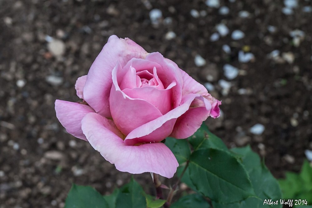 Fête de Marie... alors des roses.