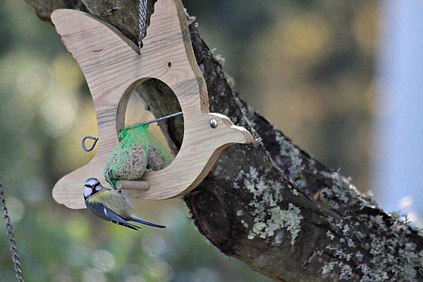 mésange2-copie-1