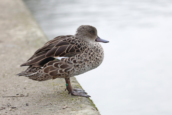 Canard non identifié - Angoulême