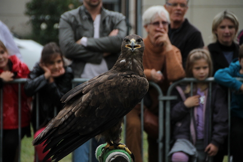 Chouettes les rapaces...