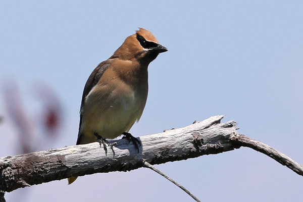 Le marais d'Arcata - Cedar waxwings