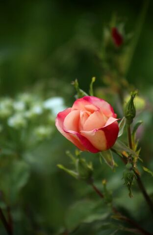 Eclosion d'une rose : Jardin d'Aywiers