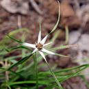 Rhynchospora Colorata (Danseuse étoile) - Photo : Edgar
