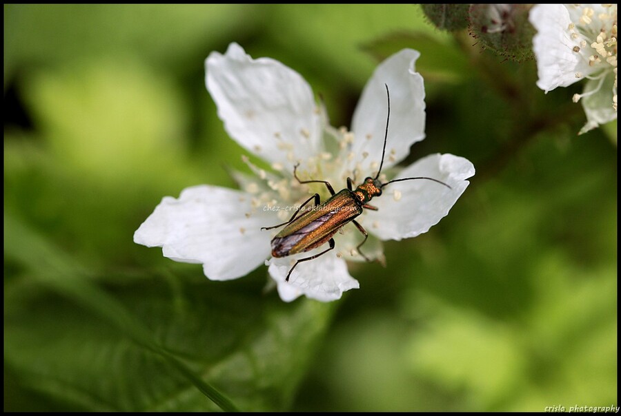 Oedemera mâle et femelle