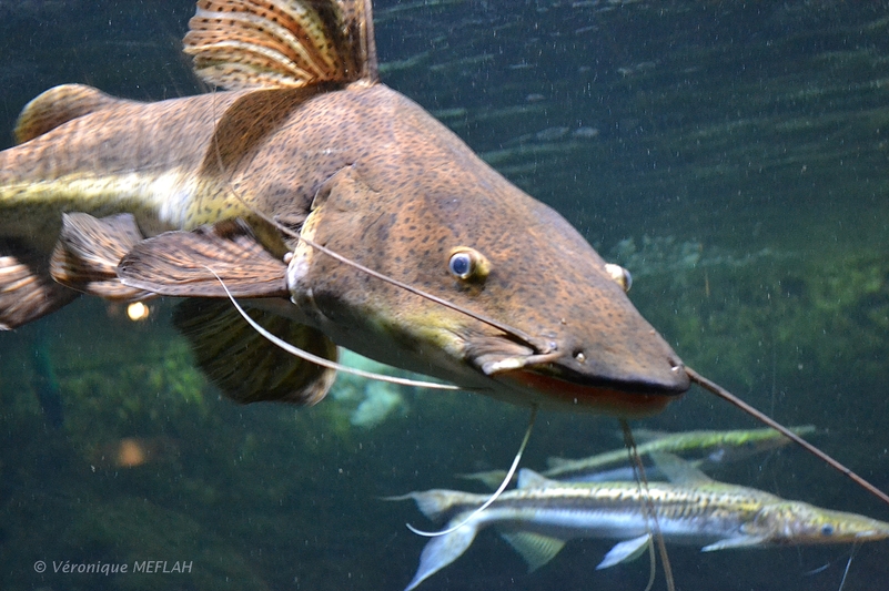 Palais de la Porte Dorée et l'Aquarium Tropical : Le Poisson-Chat Léopard