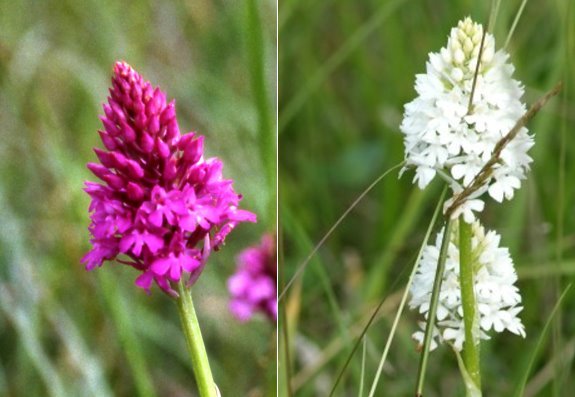 orchis-pyramidal.jpg