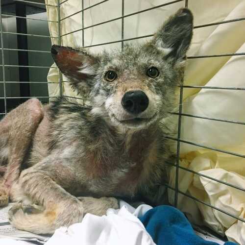 (-*♥*-) Un coyote grelottant et blessé ne peut arrêter de sourire lorsque les secouristes lui sauvent la vie.Un coyote grelottant et blessé ne peut arrêter de sourire lorsque les secouristes lui