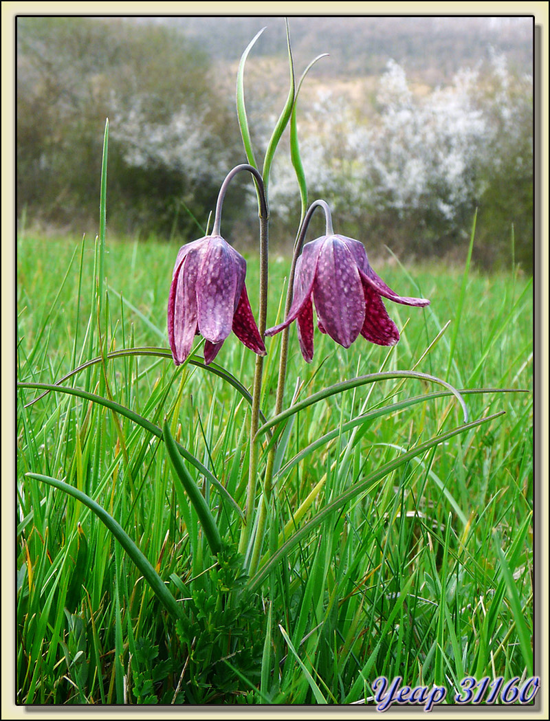 Balade "orchidées": Fritillaire pintade ou "Œuf de pintade" (Fritillaria meleagris) - Liéoux - 31