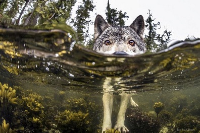 Les loups de la mer ...