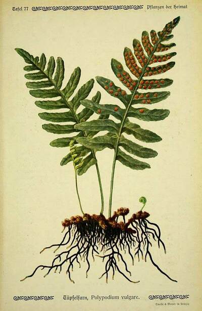 Réglisse Polypodium vulgare Planche botanique.jpg