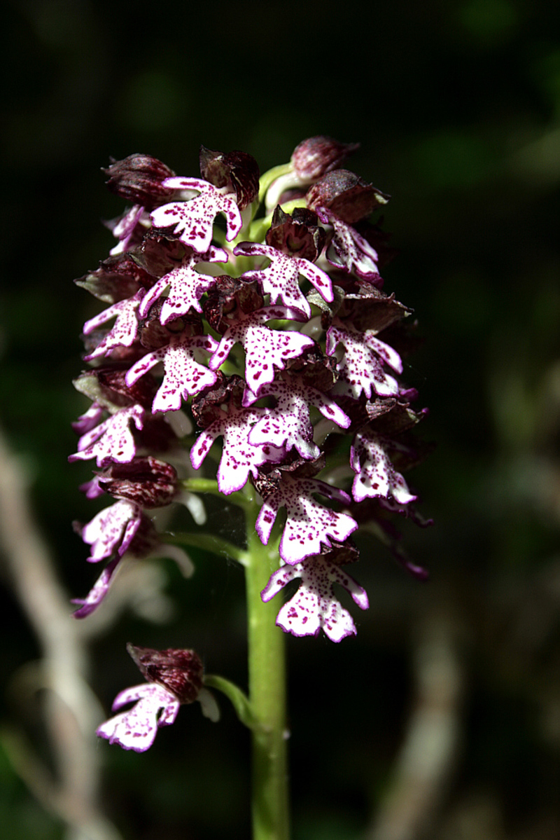 Orchis pourpre (Orchis purpurea) - Forêt domaniale de Sauveterre de Comminges - 31