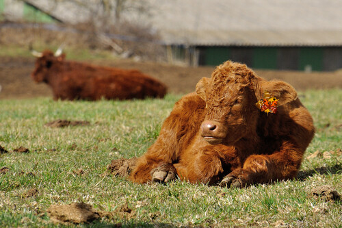 POT de VACHE