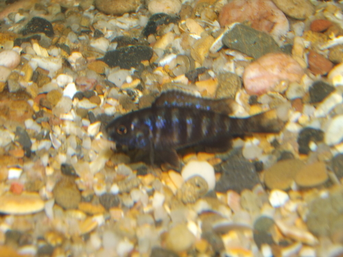 photos de bébé placidochromis phenochilus Mdoka le 27.11.2013