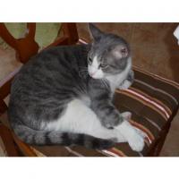 Chats trouvés dans l'Hérault