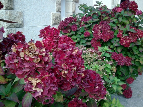 QUELQUES FLEURS DE BRETAGNE   VANNES