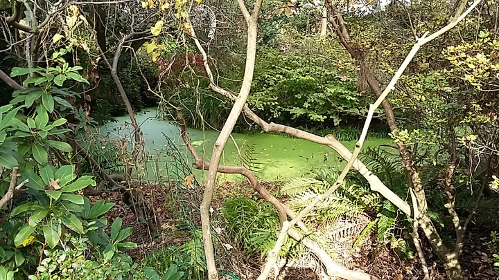 balade au parc floral - la mare 