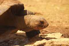 Tortue d'Aldabra (Dipsochelys elephantina)