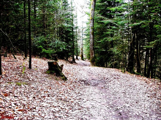 Weekend en forêt pour cette 8ème journée internationnale 