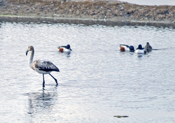 Promenade ornithologique...