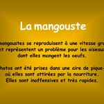 La Mangouste