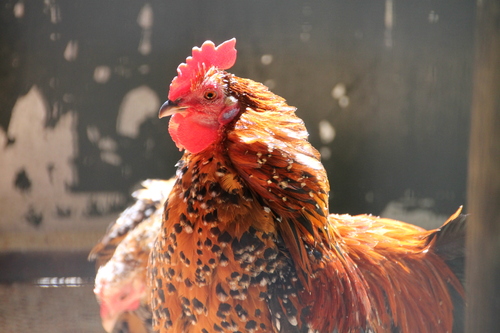 D'autres animaux en plumes