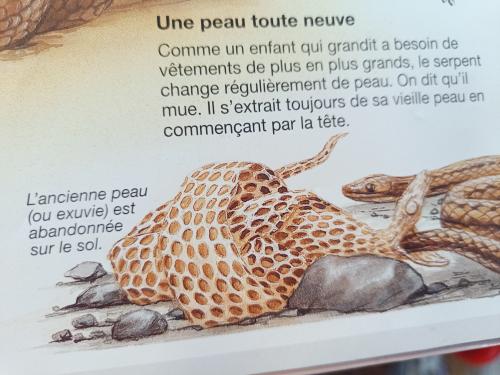 les serpents