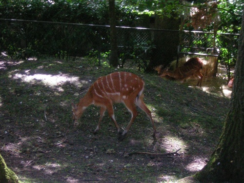 PARC ZOOLOGIQUE DE BEAUVAL EN SOLOGNE