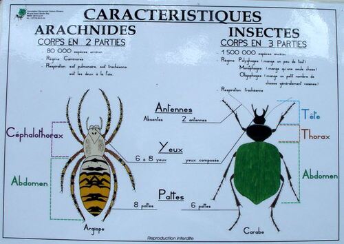 "Les insectes", une conférence passionnante de Jean Ponsignon, à Aignay le Duc