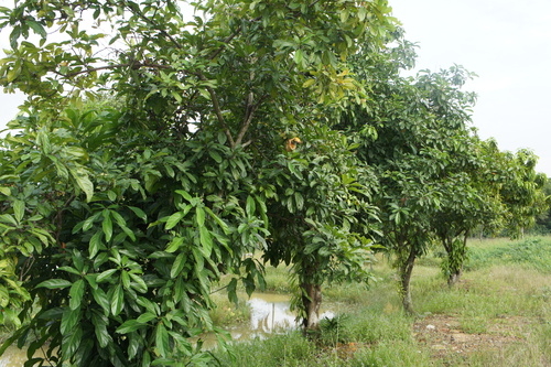 Cola nitida ou Cola vrai Port de l'arbre