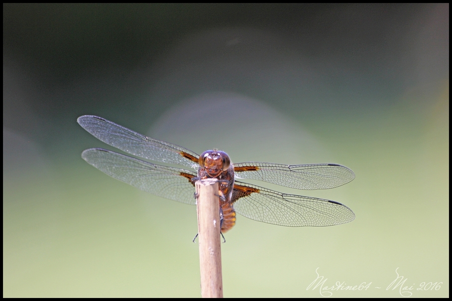 La libellule déprimée : Libellula depressa