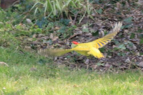 Pic Vert (European Green Woodpecker)