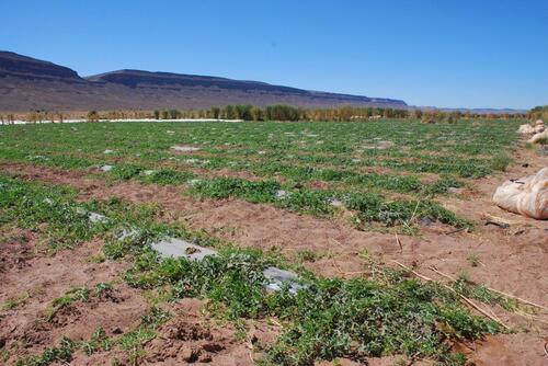 Des grands champs de pastèques