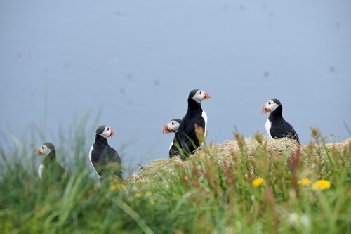 De Laugarhóll à Laugarhóll via Grímsey