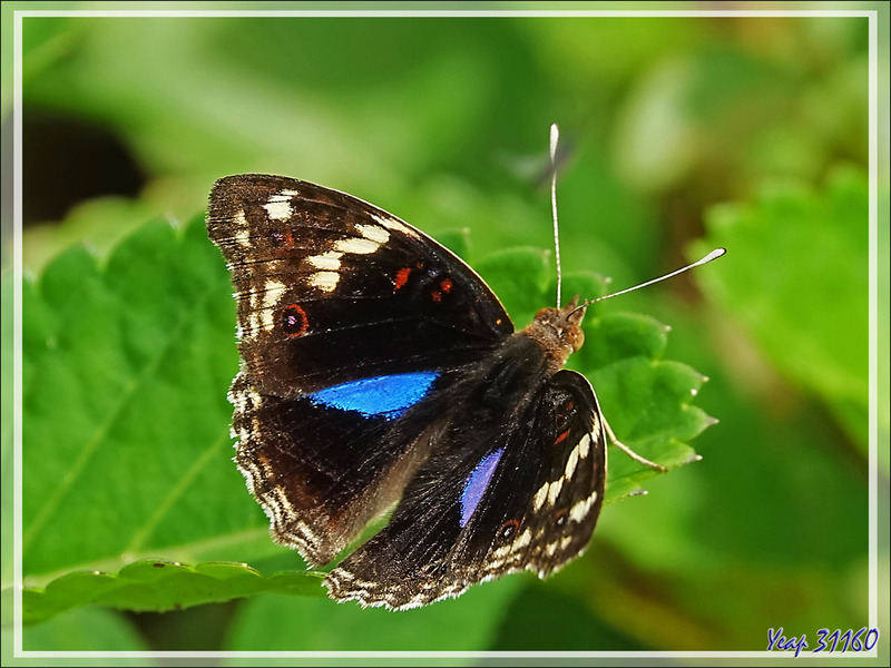 Papillon Junonia oenone, Dark blue pansy (Junonia oenone epiclelia) - Nosy Sakatia - Madagascar