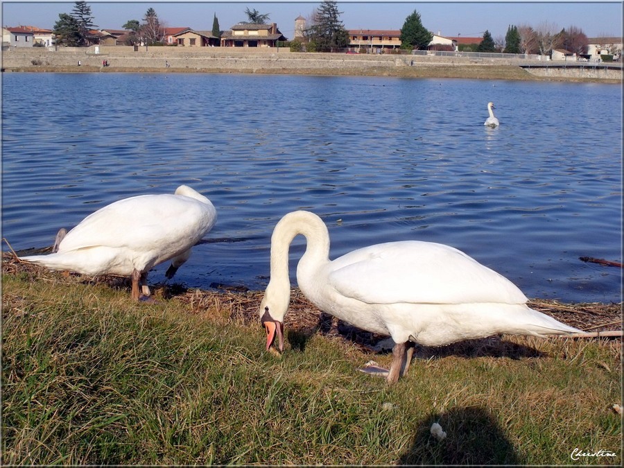 CYGNES