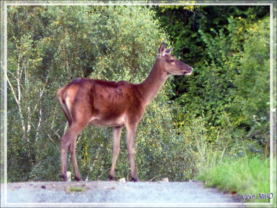 7  h 30 : une biche se promenait sur la route à 200 m de chez moi - Lartigau - Milhas - 31 