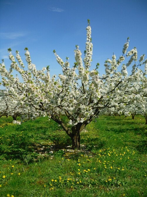 Cerisiers en fleurs dans le Pays Coulangeois