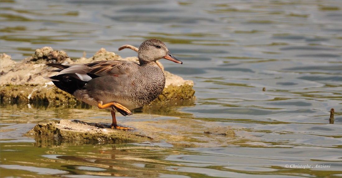 Canard chipeau 