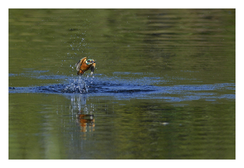 Le Martin pêcheur à la pêche