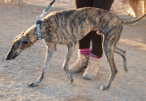 Charlie , Galgo bringé en fugue depuis le 09 décembre / LE BOUSCAT 33