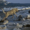 loup arctique (51).jpg