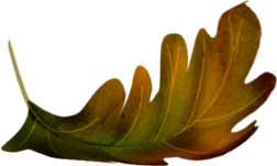 Tubes feuilles d'automne 