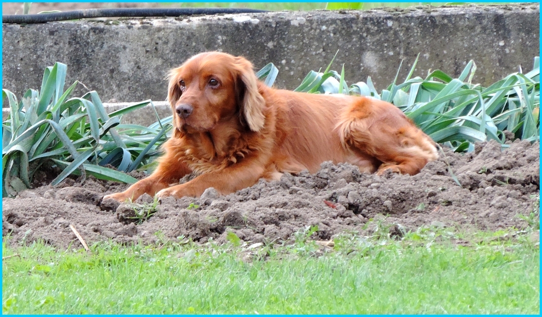 un chien qui aime son jardin !