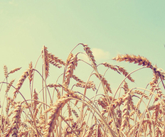 Wheat in a summer sky 