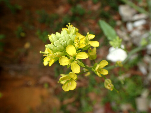 Fleurs cultivées : Moutarde