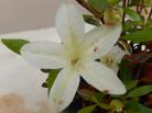 Identification par les fleurs !