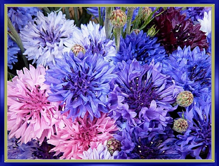 Les Fleurs de Bleuet