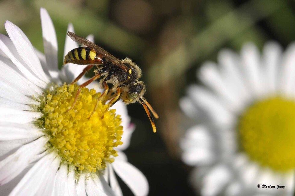 Le nectar est à l'intérieur